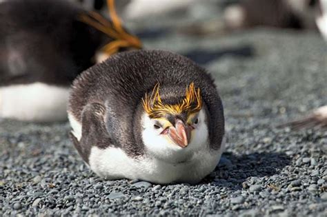 Royal penguin | Antarctic Bird Species | Britannica