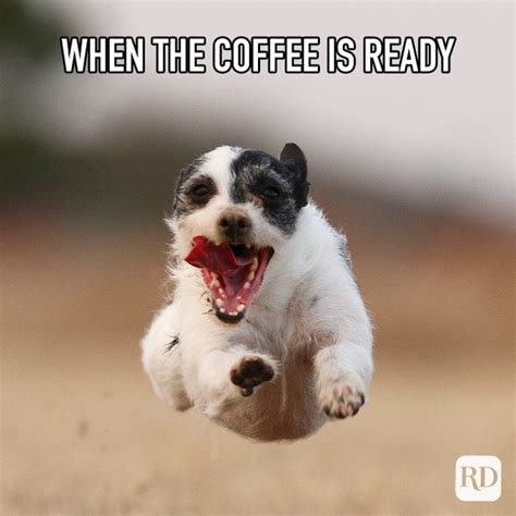 60 Funniest Coffee Memes Java Lovers Understand | Reader's Digest