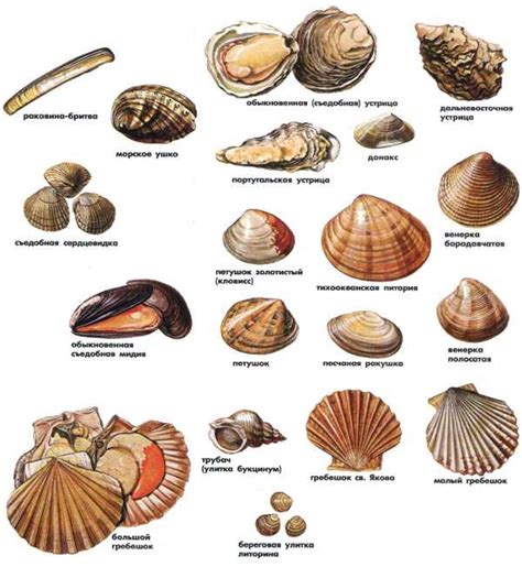 Морские Ракушки И Их Названия Фото – Telegraph