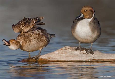 Northern Pintail Ducks Unlimited