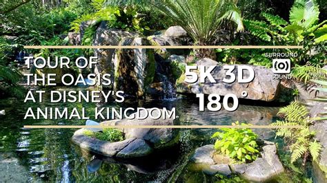 Tour Of Oasis At Disneys Animal Kingdom 5k 3d 180° Youtube