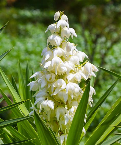 Юкка – зимостойкая и экзотичная: посадка и уход