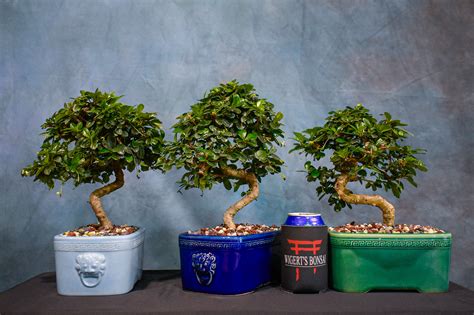 Fukien Tea Taotie Pot Bonsai Tree Wigerts Bonsai