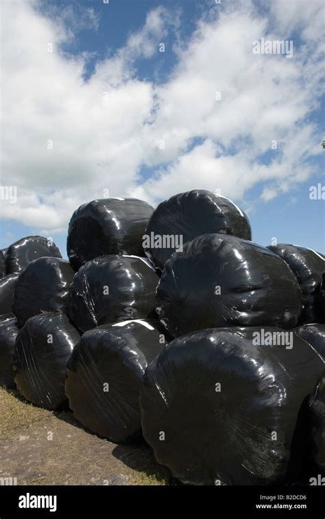 Stack Of Plastic Wrapped Silage Bales Stock Photo Alamy