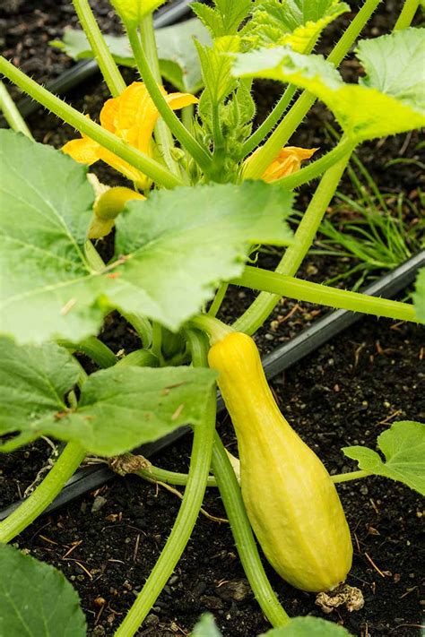 How To Grow Yellow Squash Back Gardener