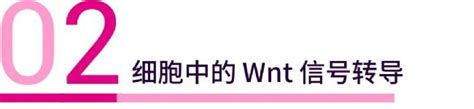 科学网抗癌新思路之过度激活 Wnt 通路实现 反杀 癌细胞 MedChemExpress 蒲姣姣的博文