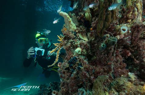 Self Reliant Diver Specialty Course Perth Scuba