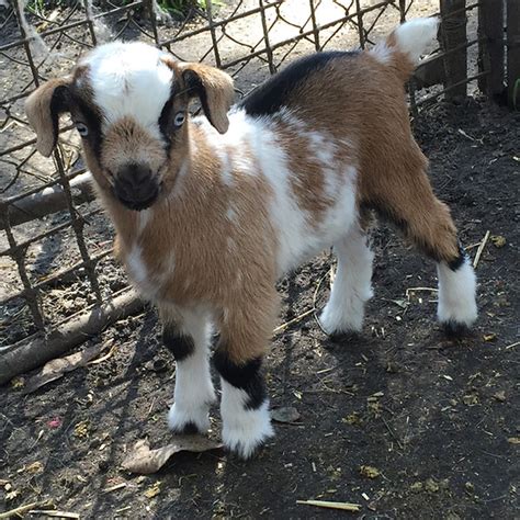 miniature goats for sale perth - Shameka Verdin