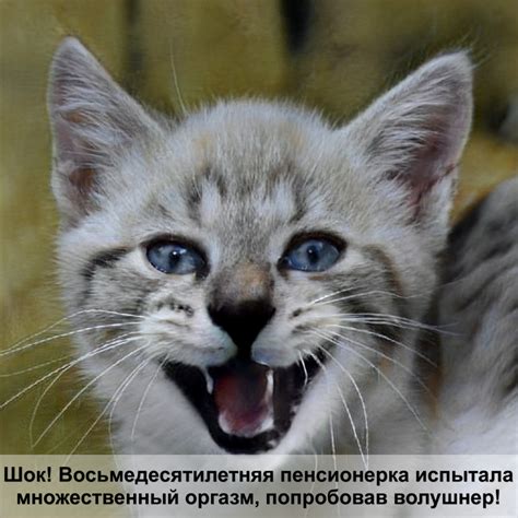 лазалка для кошек своими руками — Postimages