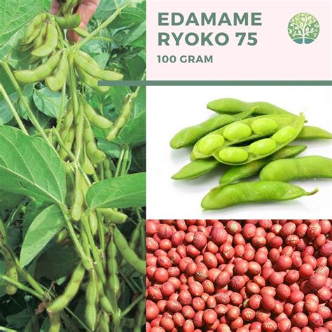 Jual Benih Bibit Biji Kacang Edamame Kedelai Jepang 100gr Sekitar