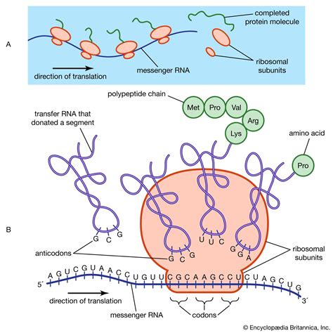 核糖体RNA 定义与功能 大英百科全书yabo亚博网站首页手机 yabo亚博88官网