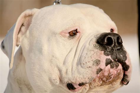 American Bulldog Wallpapers Images Photos Pictures Backgrounds