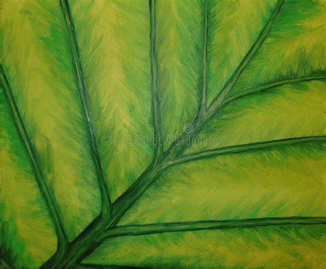 Pintura Al Leo De La Hoja Verde Iluminada De La Planta Alocasia Foto