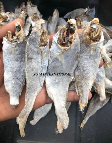 Semi Salted Silver Croaker Fish At Rs 165 Kilogram Silver Croaker