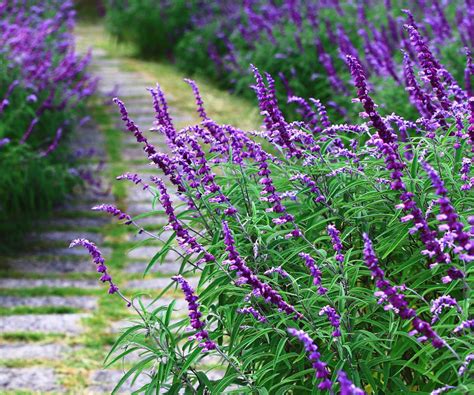 20 Interesting Facts About Salvia - Facts.net