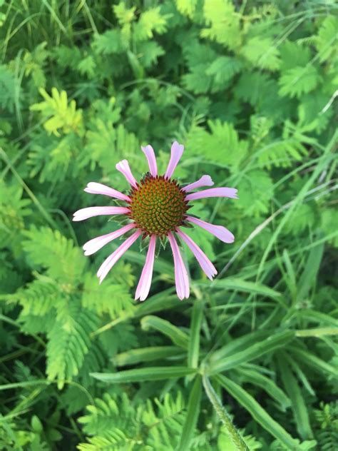 Sanguine Purple Coneflower Echinacea Sanguinea Flower Leaf Care