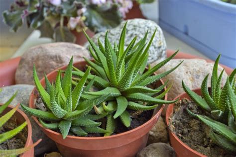 Haworthia Pflegen Gie En D Ngen Umtopfen Und Mehr