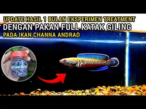 Update Hasil Bulan Eksperimen Treatment Dengan Pakan Full Katak