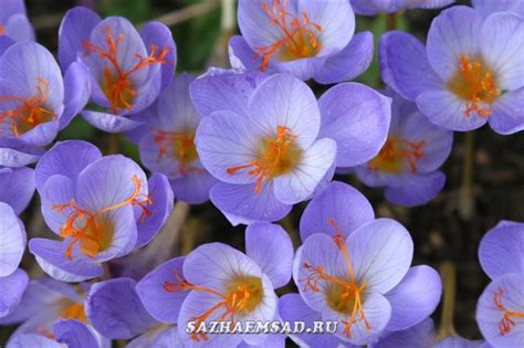 Крокус | Каталог садовых растений