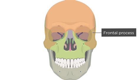 Zygomatic Bone Anatomy Getbodysmart