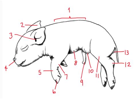 Biology Pig Dissection Practical Flashcards Quizlet