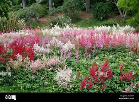 Pink astilbes hi-res stock photography and images - Alamy