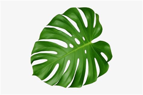 Detail Monstera Deliciosa Png Koleksi Nomer