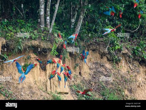 Red And Green Macaws Ara Chloropterus Feeding On The Clay At