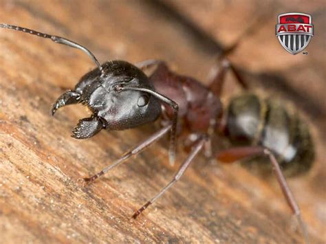 Fourmis Charpentières Comment Repérer Et éliminer Linfestation