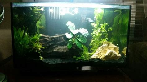 Imagitarium Gallon Planted Freshwater Tank Aquarium Fish