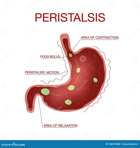 Digesti N Y Peristalgia Diagrama De Peristalsis Gastrointestinal