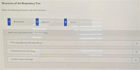 Solved Structures of the Respiratory Tree Match the folowing | Chegg.com 