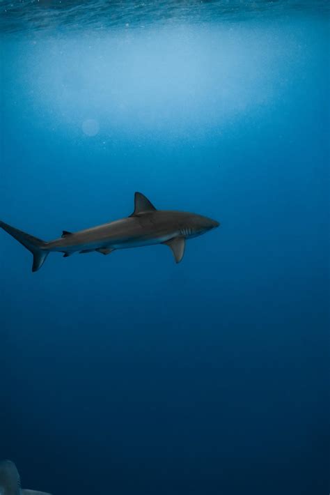 Our shark diving tours are not only fun, theyre educational! We take