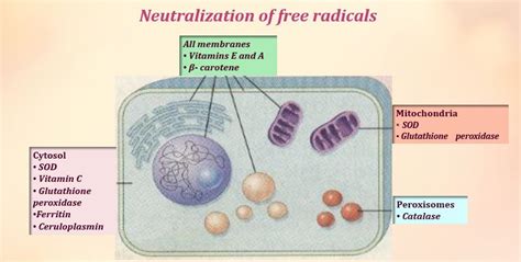 Free radicals and cell injury – Histopathology.guru