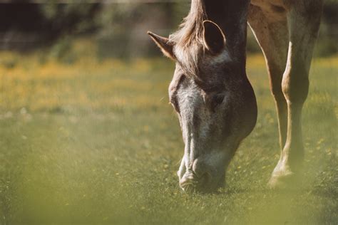 Free Photo: Horse Grazing in a Pasture