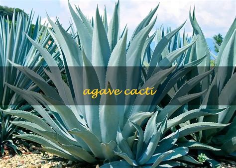 The Sweet And Succulent Agave Cacti A Versatile And Nutritious Plant