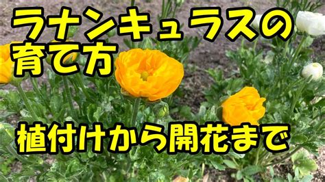 ラナンキュラスの育て方 植え付けから開花まで How To Grow Ranunculus From Planting To