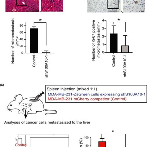 The Knockdown Of S A Suppressed The Invasion Of Mdamb Cells