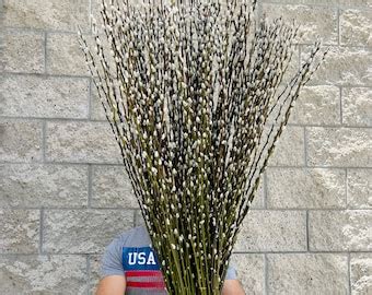 Pussy Willow Etsy