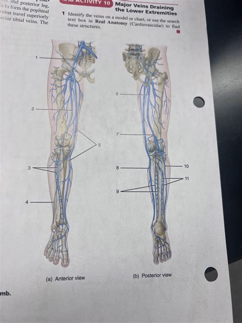 A P 2 Veins Of The Leg Diagram Quizlet