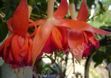 фуксия, сайт коллекционеров BeautyFlora, Комнатные цветы Фуксии - Цветы ...