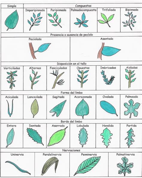 Tipos De Hojas La Guía De Biología