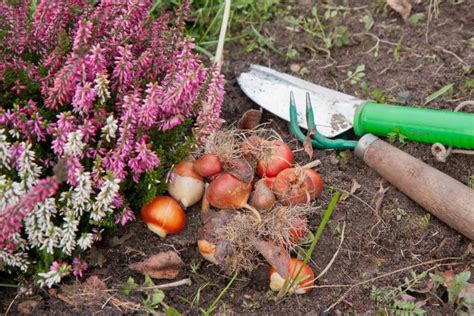 How to Plant Tulip Bulbs in Fall - growhappierplants.com