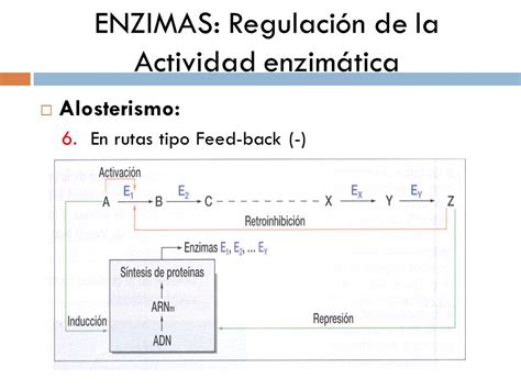 Tema Biocatalizadores Enzimas Ppt Descargar