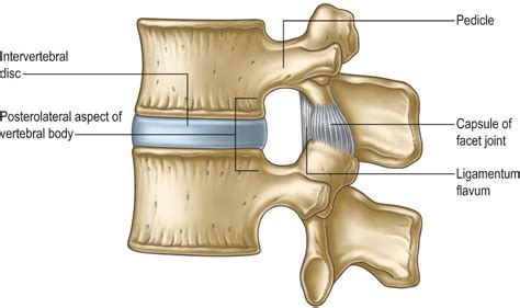 Intervertebral joints, foramina and ligaments - Clinical Tree