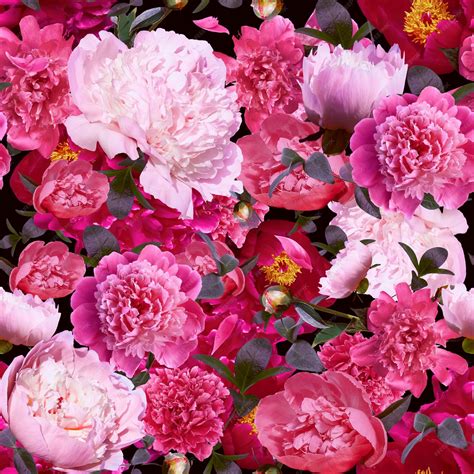 Peônias de jardim padrão lindas flores em uma decoração de papel de