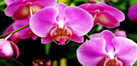 Comment soccuper dune orchidée papillon Tradition Jardin