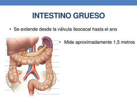 PPT INTESTINO DELGADO INTESTINO GRUESO PowerPoint Presentation