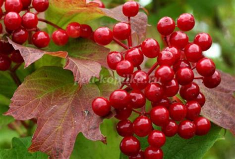 Ветка калины из фоамирана своими руками. Мастер-класс с пошаговыми фото ...