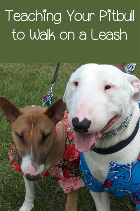 Pitbull Puppy Training Tips - Leash Walking Made Easy | Puppy training ...